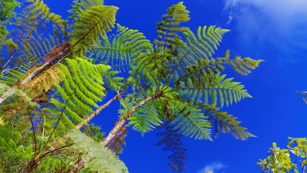 01 - Volcan Poas (34).jpg